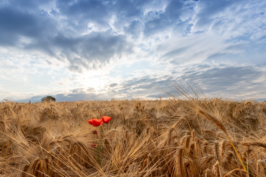 Weizenfeld mit Mohn